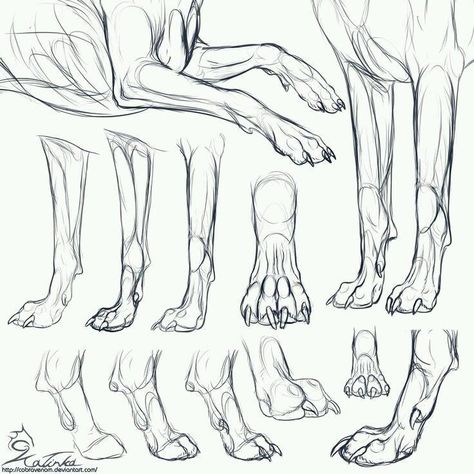 References Animals, Paw Drawing, Wolf Sketch, Canine Drawing, Wolf Paw, Dog Anatomy, Drawing Lesson, Animal Anatomy, Human Figure Drawing