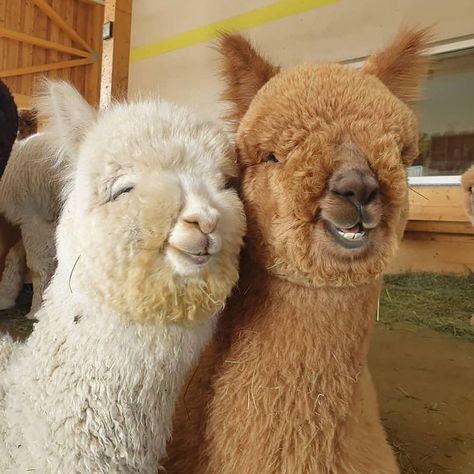 Lama Animal, Cele Mai Drăguțe Animale, Cute Alpaca, Fluffy Cows, Baby Animals Pictures, Super Cute Animals, Haiwan Peliharaan, 웃긴 사진, Baby Animals Funny