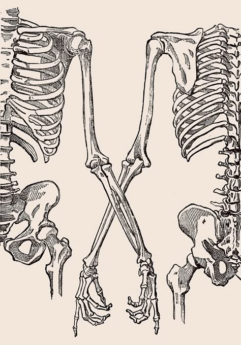 Skeletons Reaching For Each Other, Back Of Skeleton, Skeleton Hands Drawing, Skeleton Anatomy, Skeleton Drawings, Learning To Draw, Human Skeleton, Skeleton Bones, Human Anatomy Art