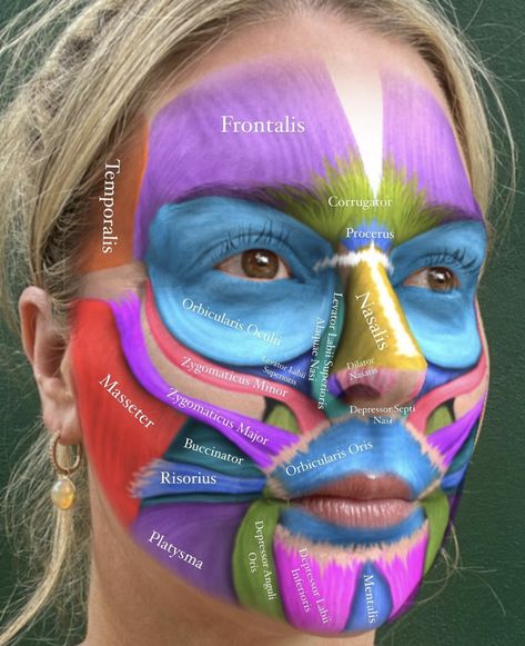 Esthetician Anatomy, Facial Ligaments, Facial Anatomy For Injectors, Face Muscles Anatomy, Black Chic Dress, Facial Muscles Anatomy, Human Muscle Anatomy, Skin Anatomy, Aesthetic Dermatology