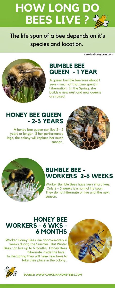 There are thousands of species of bees.  Each type has a different life span.  #carolinahoneybees #bees #beelifespan Types Of Honey Bees, Facts About Bees, Bee Identification, Queen Bumble Bee, Different Types Of Bees, Honey Bee Life Cycle, Honey Bee Facts, Male Bee, Bee Things