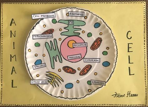 Paper Plate Cell Model, Animal Cell Project Ideas Models, Plant And Animal Cell Project, Cell Diagram Project, Animal Cell Activity, Cell Activities, Animal Cell Anatomy, Animal Cell Drawing, Plant Cell Project