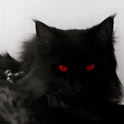 A Black Cat, My Cat, A Black, Black Cat, Red, Black