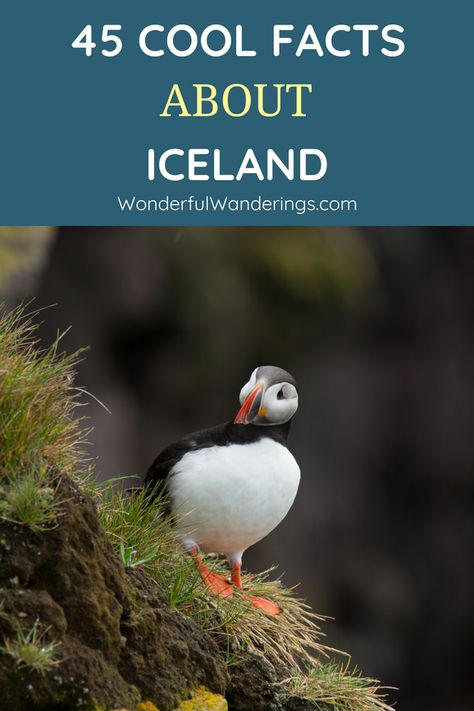 Traveling to Iceland soon? Check out these 45 fun facts about Iceland food, Iceland winter, the Northern Lights, Iceland nature and much more Iceland Facts, Iceland Food, Iceland Nature, Iceland Vacation, Iceland Winter, Iceland Travel Tips, Europe Holidays, Crazy Facts, Travel Photography Tips