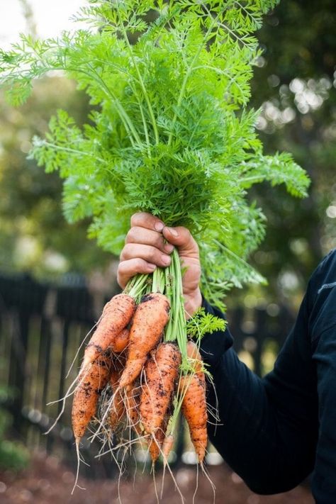 Carrots Carrots Growing, Harvesting Carrots, How To Plant Carrots, Carrot Gardening, Wild Carrot, Growing Carrots, Seed Box, Houses Design, Daucus Carota