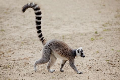 Ring-Tailed Lemur characteristics Lemur Anatomy, Madagascar Animals, Flying Lemur, Ring Tailed Lemur, Animal Studies, Carving Projects, Animal Tails, Tropical Animals, Felt Ideas