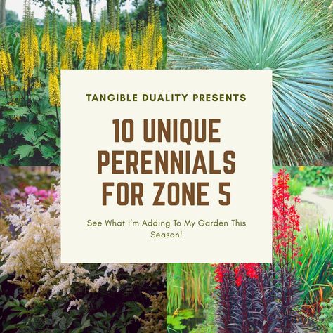 10 Unique Perennials for Zone 5 Zone 5 Tropical Plants, Zone 5 Landscape Design, Zone 5 Native Perennials, Zone 5 Plants Perennials, Zone 5 Full Sun Perennials, Zone 5 Garden Plans, Zone 5 Front Yard Landscape, 5b Growing Zone, Zone 5 Perennials Landscaping