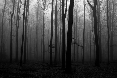 creepy forest | Arash Khames | Flickr Fb Background, Creepy Forest, Fairycore Wallpaper, Creepy Backgrounds, Forest Drawing, Arte Ninja, Wiccan Decor, Photos For Facebook, Search History