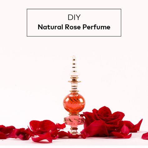 DIY Natural Rose Perfume | Beautylish Perfume Diy, Rose Ideas, Bath Diy, Perfume Rose, Rose Diy, Perfume Recipes, Diy Perfume, Budget Beauty, Rose Perfume