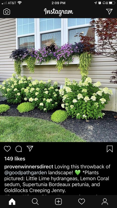 Colorful Front Landscaping, Landscaping Around Bay Window, Limelight Hydrangea Landscaping Design, High Front Porch Landscaping, Little Lime Hydrangea Landscaping, Hydrangea Landscaping Front Yards, Little Lime Hydrangea, Hydrangea Landscaping, Yard Garden Design