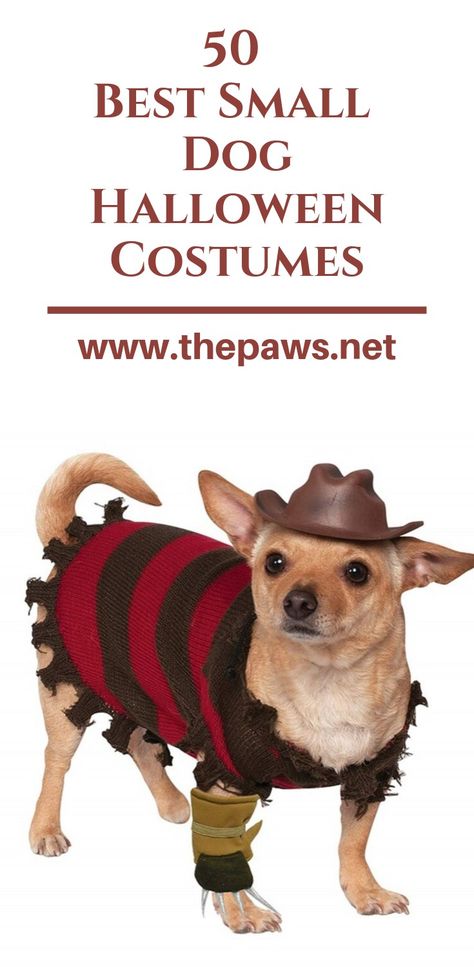 (paid link) Just don't be amazed considering your dog's costume takes house the prize for "best dressed". Many pet parents know that their pups are already ... Halloween Costumes For Small Dogs, Small Dog Halloween Costumes, Diy Pet Costumes, Pet Costumes For Dogs, Best Dog Halloween Costumes, Small Dog Costumes, Dogs Halloween, Best Small Dogs, Top Halloween Costumes