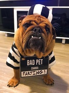 Untitled English Bulldog Costume, Bulldog Halloween Costumes, Bulldog Costume, English Bulldog Funny, Bulldog Training, Cute Bulldog Puppies, Bulldog Pics, French Bulldog Funny, Bulldog Funny