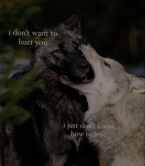 Bad Dog Poetry, Canine Poetry Art, Angry Dog Poetry, Canine Poetry Aesthetic, Therian Quotes, Cannibalismcore Love, Therian Vent, Animal Poetry, Canine Poetry