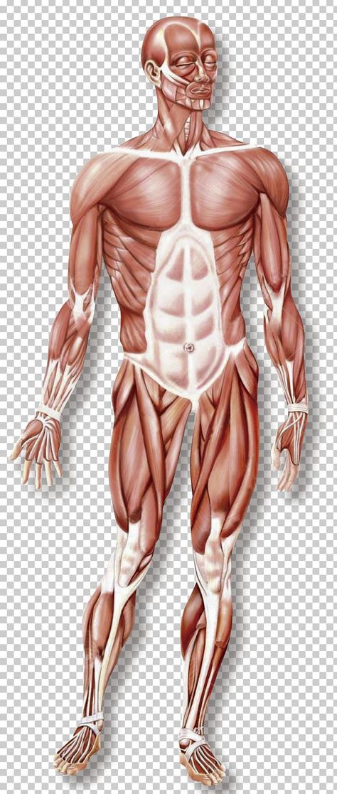 Muscular Drawing, Muscle Painting, Anatomy Arm, Skeletal Muscle Anatomy, Body Png, Human Skeletal System, Muscle System, Man Sculpture, Skeletal System