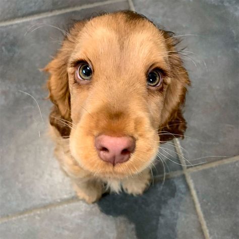 Winnie, el perrito con 'ojos de princesa Disney' que ha enamorado a la Red - Foto 2 Cocker Spaniel Puppies, Cute Animals Puppies, Really Cute Dogs, Spaniel Puppies, Baby Puppies, Baby Dogs, Cute Little Animals, Cocker Spaniel