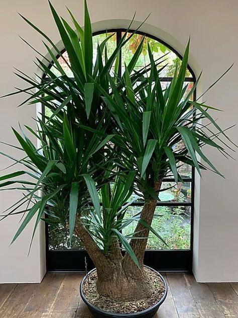 Spineless Yucca, Agaves, Plants, Green