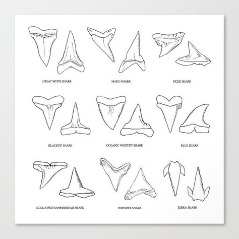 Shark Tooth Outline, Great White Shark Tooth Tattoo, Shark Tooth Tattoo Small, Shark Teeth Drawing, Matching Shark Tattoos, Shark Tooth Drawing, Vacation Tattoos Small, Shark Teeth Tattoo, Shark Tooth Tattoo