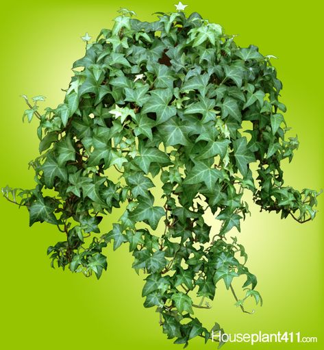 HEDERA HELIX Hedera Ivy, Ivy Houseplant, Ivy Plant Indoor, English Ivy Plant, Gardening Inside, Ivy Plant, Lucky Bamboo Plants, Plant Insects, Winter Care