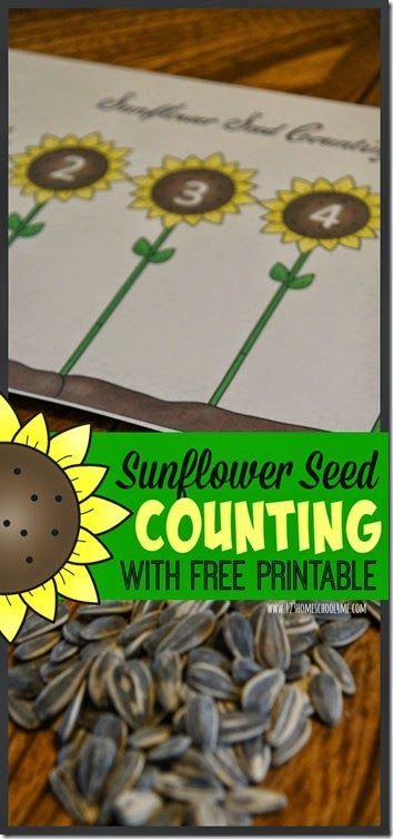 FREE Sunflower Seed Counting Activity - this is such a great way for toddler and preschool age kids to learn about numbers and counting for early math. Seeds Kindergarten Activities, Sunflower Activities For Kindergarten, Sunflower Games, Seeds Kindergarten, Vegetables Activities, Seeds Preschool, Seeds Illustration, Counting Preschool, Real Sunflower