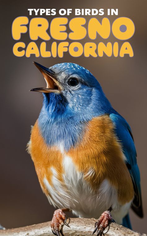 🦜 Explore the diverse #BirdSpecies that call #FresnoCalifornia home, from the California Towhee to the Yellow Warbler! 🌿 #BirdWatching Yellow Warbler, Types Of Birds, Anna's Hummingbird, Seed Dispersal, Cedar Waxwing, Fresno California, Red Tailed Hawk, Bird Care, Colorful Parrots