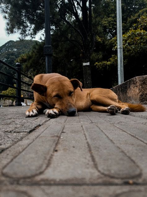 Street Dogs Photography, Animals Photography, Street Dogs, Homeless Dogs, Pet Animals, Dog People, Dog Beach, Luxury Dog, Instagram Photo Inspiration