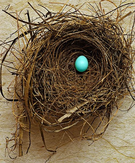 Fragile  This nest and robin's egg were found on separate occasions in my yard.   The egg was unbroken, on the ground, nowhere near a tree.   The nest isn't a robin's, but I don't know who it belonged to. Egg Nest, Easter Stuff, Blue Eggs, Bird Eggs, Soyut Sanat Tabloları, Robins Egg, Robins Egg Blue, An Egg, Bird Nest