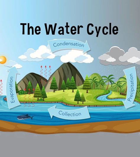 Water Cycle For Kids: Diagram, Information, Facts, And Activities Water Cycle Lessons, Water Cycle For Kids, Water Cycle Model, Water Cycle Project, Water Cycle Diagram, Water Cycle Activities, Water Cycle Worksheet, Water Lessons, Cycle Drawing