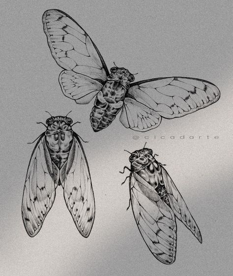 Creative Tattoos Ideas, Cicada Drawing, Art Tattoo Sketch, Cicada Art, Cicada Tattoo, Line Tattoo Ideas, Insect Tattoo, Bug Tattoo, Bug Art