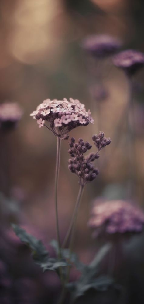 Phone Wallpapers Aesthetic, Whatsapp Background, Phone Wallpapers Vintage, 20 Aesthetic, Dark Purple Wallpaper, Purple Flowers Wallpaper, Vintage Flowers Wallpaper, Sunflower Wallpaper, Purple Wallpaper Iphone