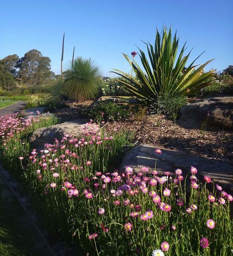 Australian Native Garden, Australian Wildflowers, Small Courtyard Gardens, Meadow Garden, Australian Plants, Australian Garden, Wildflower Meadow, Australian Native Plants, Succulent Gardening