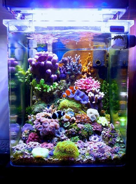 Salt Water Reef Aquarium, Clownfish Fish Tank, Whimsical Fish Tank, Colorful Fish Tank Ideas, Small Salt Water Aquarium, Small Reef Tank, Clownfish Tank Ideas, Marine Fish Tank Ideas, Salt Water Fish Tank Ideas