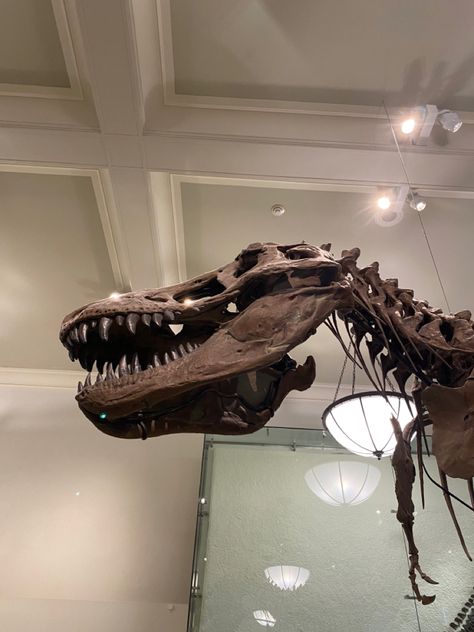 #museum #nyc #darkacademia #dinosaur #aesthetic Dinosaur Aesthetic, Museum Nyc, Dinosaur Museum, Lost City, Dark Academia, Track Lighting, Ceiling, Ceiling Lights, Lost