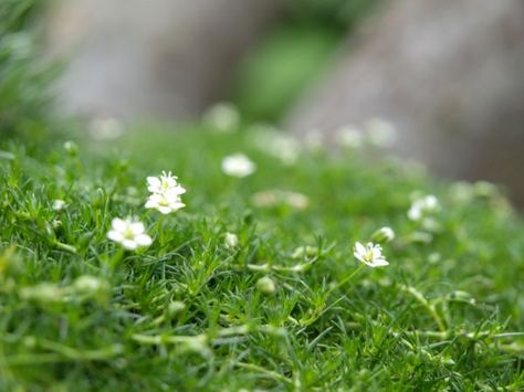 Moss Flowers, Pretty White Flowers, Magical Fairy Garden, Butterfly Houses, Mini Gardens, Tinkerbell Fairies, Ren Fest, Miniature Gardens, Faeries Gardens