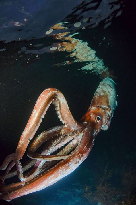 Giant Squid Photography, Giant Squid Aesthetic, Deep Sea Gigantism, Big Fin Squid, Squid Photography, Squid Aesthetic, Squid Alien, Sea Wallpaper Ocean, Squid Monster