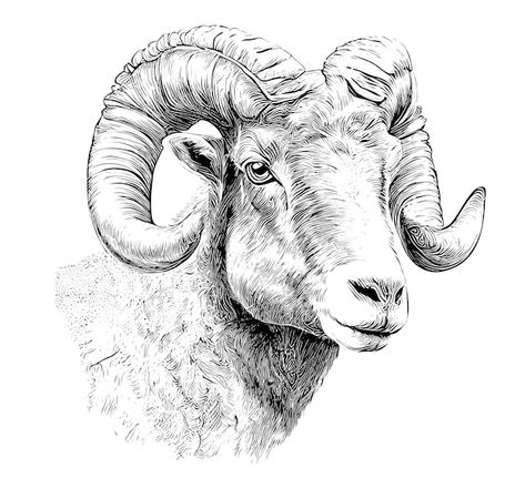 Portrait of a ram head sketch hand drawn... | Premium Vector #Freepik #vector #goat-head #goat #goat-illustration #vintage-sketch Animal Head Sketch, Cute Ram Drawing, Goat Drawing Sketch, Goat Art Illustration, Goat Head Drawing, Goat Drawings, Goat Sketch, Sheep Sketch, Goat Portrait