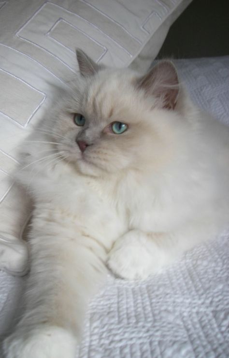 Lilac Mitted Mink Ragdoll (rockstarragdolls.com) Birman Cat Lilac, Lilac Ragdoll, Mink Ragdoll, Cat Breeds Ragdoll, Ragdoll Cats, Ragdoll Kitten, Gorgeous Cats, White Cats, Ragdoll Cat