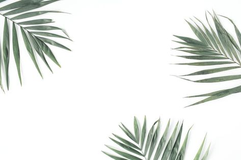 Palm branches Website Background Image, Ipad Background Horizontal, Palm Background, Background Horizontal, Ipad Pro Wallpaper, Macbook Air Wallpaper, Palm Branch, Ipad Background, Powerpoint Background Design