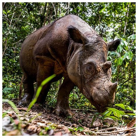 10 - Sumatran Rhinoceros Sumatran Rhinoceros, 10 Things