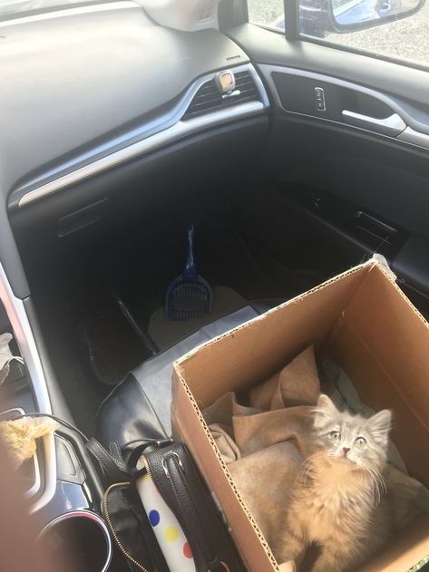 Luna was so great in the car, especially for her first time. It was a 4 hour drive and she slept most of the way :) #cat #kitten #baby #cute Cat In A Car, Traveling With Cats In Car, Cat With Car Selfie, Cat Car Decor, Kitten In Car, Kittens, Bring It On, Animals