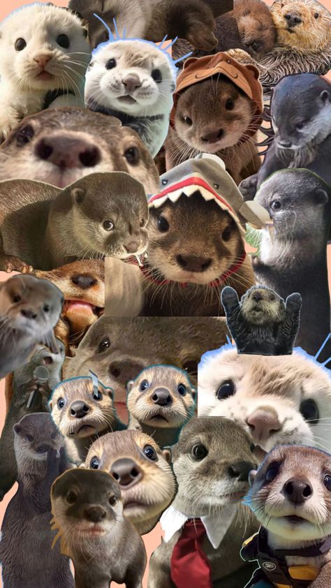 Otters.. Silly Animal Pictures, Otters Cute, River Otter, Silly Animals, So Proud, Otters, Animal Pictures, Cute Wallpapers, Iphone Wallpaper