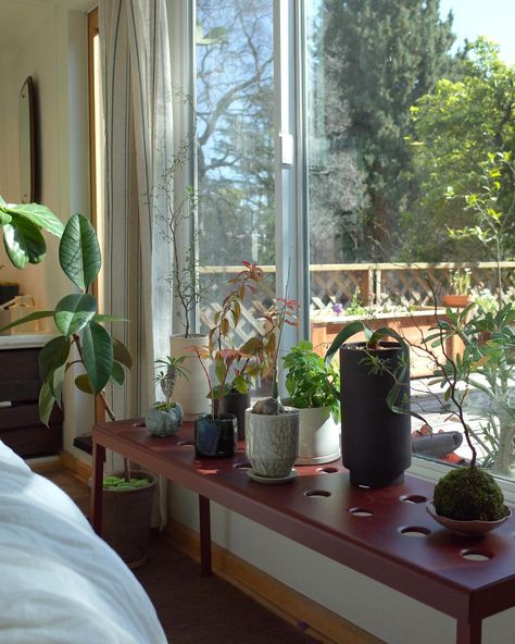 I use this bench in the bedroom to grow my succulent type plants and they love it here. It’s a south facing window so we get a ton of direct light. It’s getting a bit plant crowded up here, but i want to take advantage of this window. Benji Plant, Plant Instagram, Window Ledge, Sphagnum Moss, Indoor Jungle, Bedroom Windows, In The Bedroom, Room & Board, Room Board