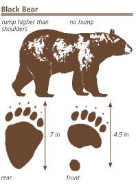 Track, Black bear and Bears on Pinterest Black Bear Drawing, Drawing Of A Bear, Bear Footprint, Bear Tracks, Pencil Inspiration, American Black Bear, Bear Drawing, Bear Quilts, Animal Tracks