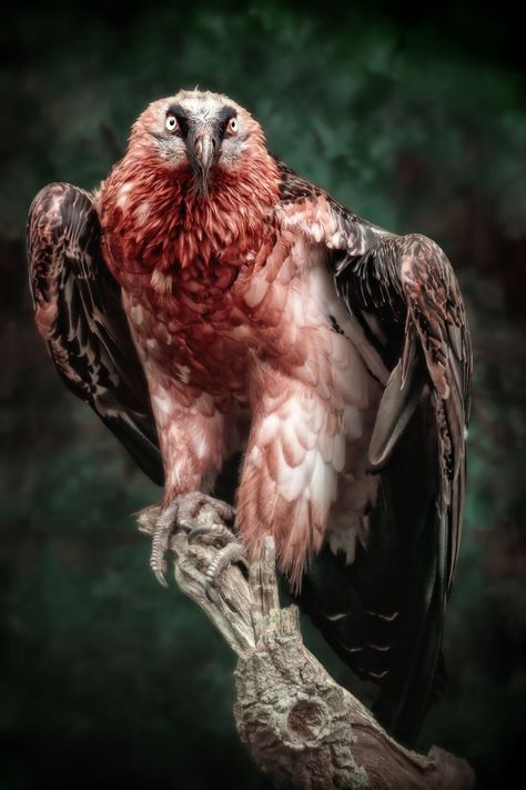 We Bet You Never Even Knew These Endangered Animals Existed – But They Need… Bearded Vulture, Endangered Animals, Animal Species, Exotic Birds, Amazing Animals, Pretty Birds, Colorful Birds, Birds Of Prey, Animal Wallpaper