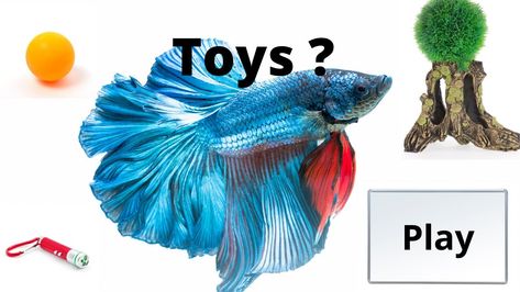 Do Bettas Play with Toys? Yes, betta fish play with common toys such as ping pong balls, floating log, and laser pointers. In fact, play toys are the best way to connect to your Betta. Betta Fish Toys, Laser Pointers, Ping Pong Balls, Play Toys, Betta Fish, Ping Pong, Floating, The Creator, Log