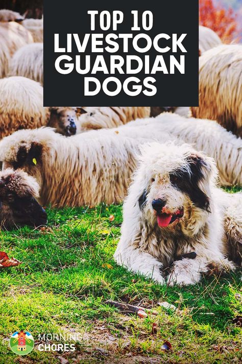 10 Best LGD Farm Dog Breeds to Herd & Protect Your Livestock Farm Guard Dog, Best Livestock Guard Dogs, Farm Dog Breeds, Livestock Dog, Livestock Dogs, Farm Dogs Breeds, Livestock Guardian Dog Breeds, Backyard Homestead, Homesteading Animals