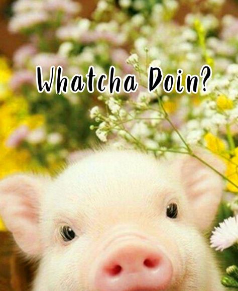 Whatcha Doing Funny, Whatcha Doin, Cute Baby Pigs, Cute Piglets, Baby Farm Animals, Baby Animals Super Cute, Cute Piggies, Baby Animals Pictures, Baby Pigs