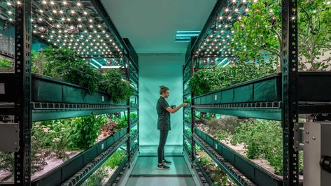 Bowery Vertical Farming Raises $90 Million to Bring Vegetables to New York Vegan-Friendly Restaurant Sweetgreen Indoor Farming, Hydroponic Growing, Vertical Farming, City Farm, Plants Growing, Tower Garden, Green Room, Nyc Restaurants, Hydroponic Gardening