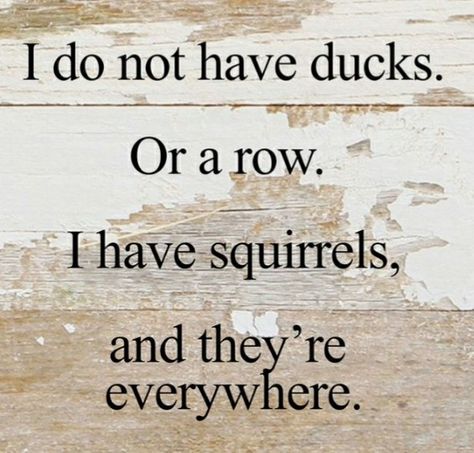 Are YOUR ducks in a row? Wooden Quotes, Ducks In A Row, Wooden Signs With Sayings, Reclaimed Wood Signs, Squirrels, Sign Quotes, Funny Signs, A Quote, Wooden Sign