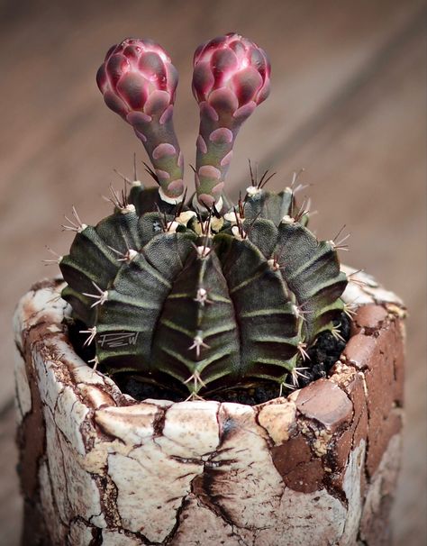 Happy Cactus, Gymnocalycium Mihanovichii, Plant Diy, Succulents Cactus, Crochet Cactus, Desert Plants, Cactus Y Suculentas, Cactus Garden, Diy Plants