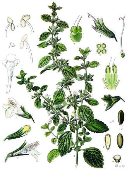 Compiling a list of herbs for my garden next year to add to my new permaculture aspirations http://cloverleaffarm.hubpages.com/hub/10-Uses-For-Lemon-Balm-Herb Lemon Balm Plant, Melissa Officinalis, Lemon Balm Tea, How To Grow Lemon, Mountain Rose Herbs, Bee Balm, Illustration Botanique, Perennial Herbs, Herbal Healing